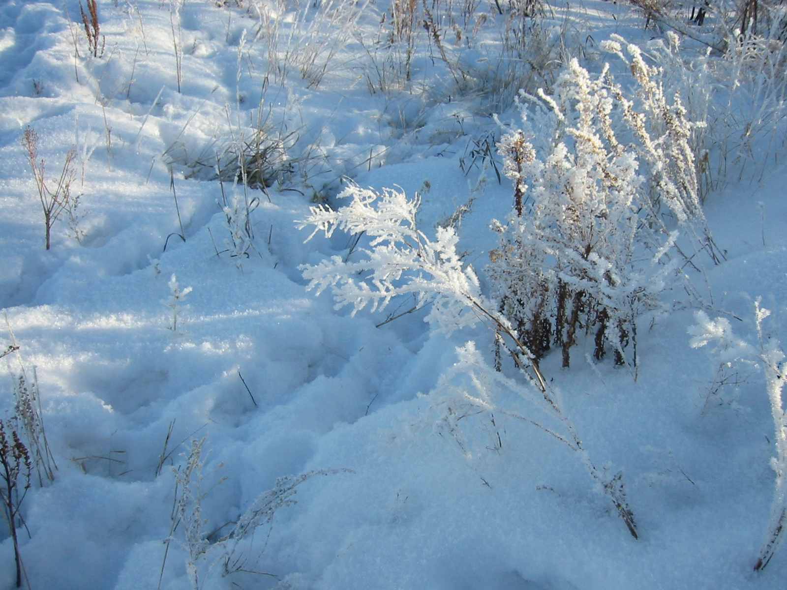 prarie grass in snow
