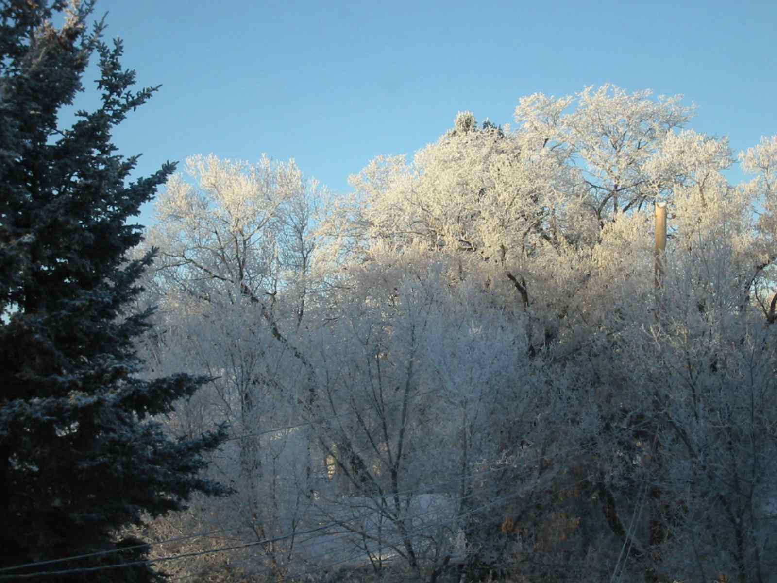 frosty morning