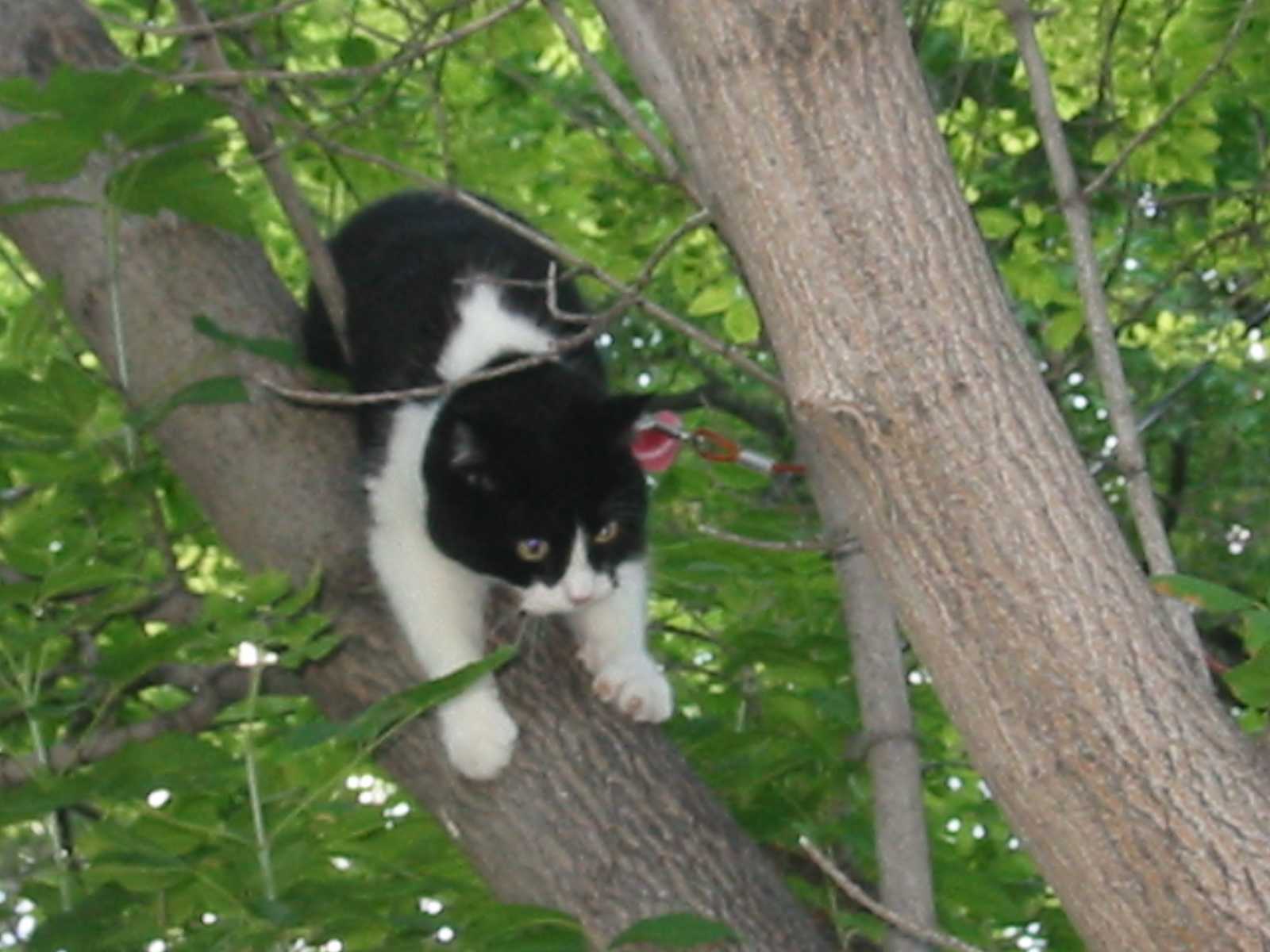 Cherno on a tree